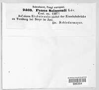 Panus rudis image